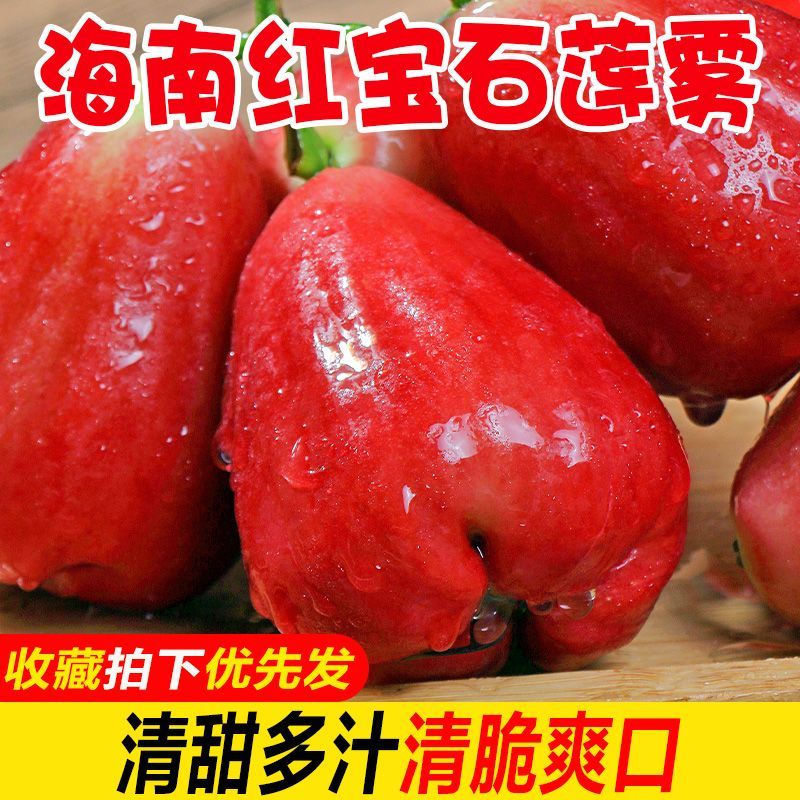 海南正宗当季热带新鲜红宝石莲