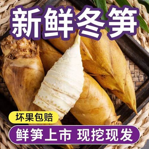 今年新鲜冬笋现挖湖南祁阳农家
