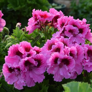 家庭室内庭院阳台多花盆栽花卉 新品 大花天竺葵花苗 薰衣草 感觉