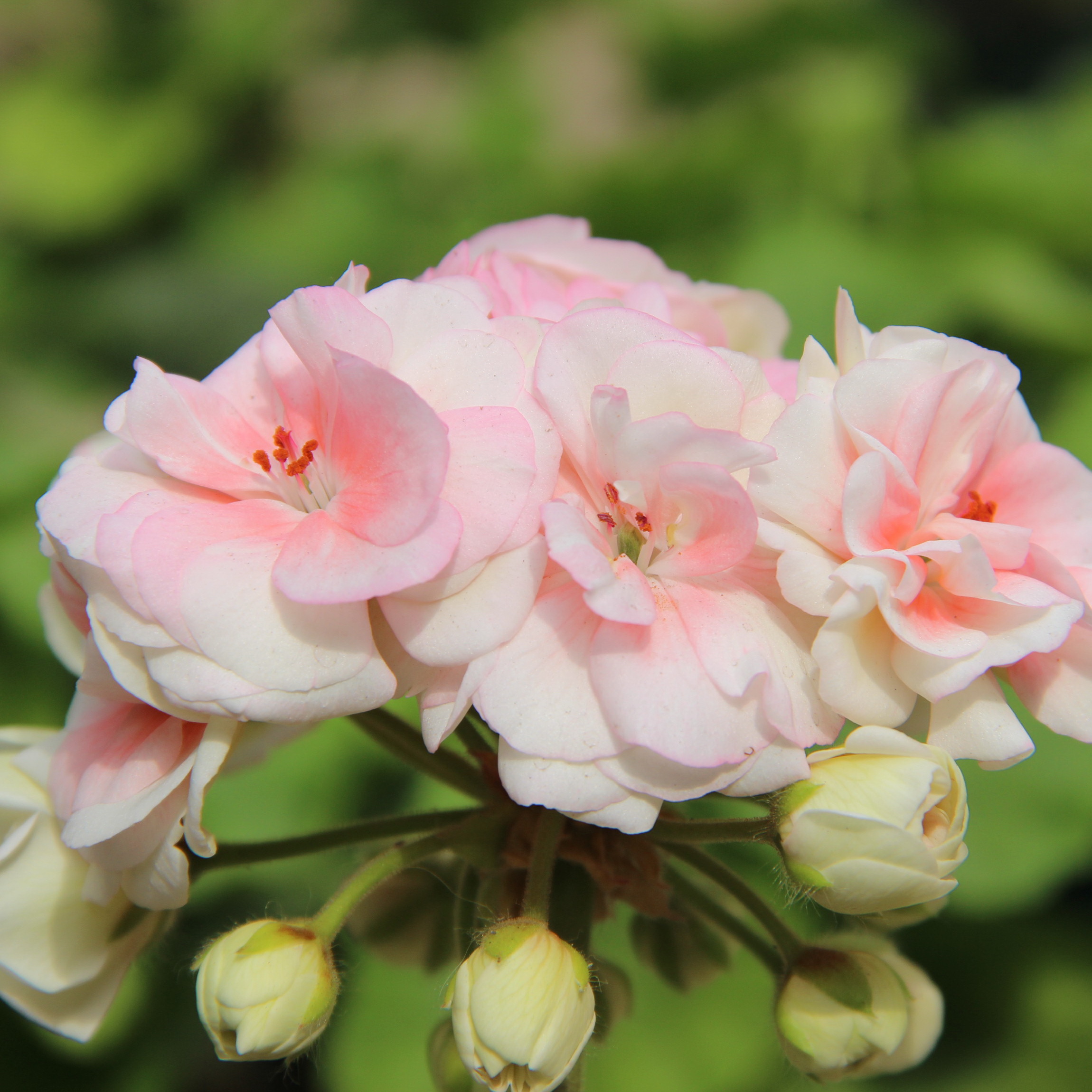 重瓣阳台盆栽四季开花天竺葵