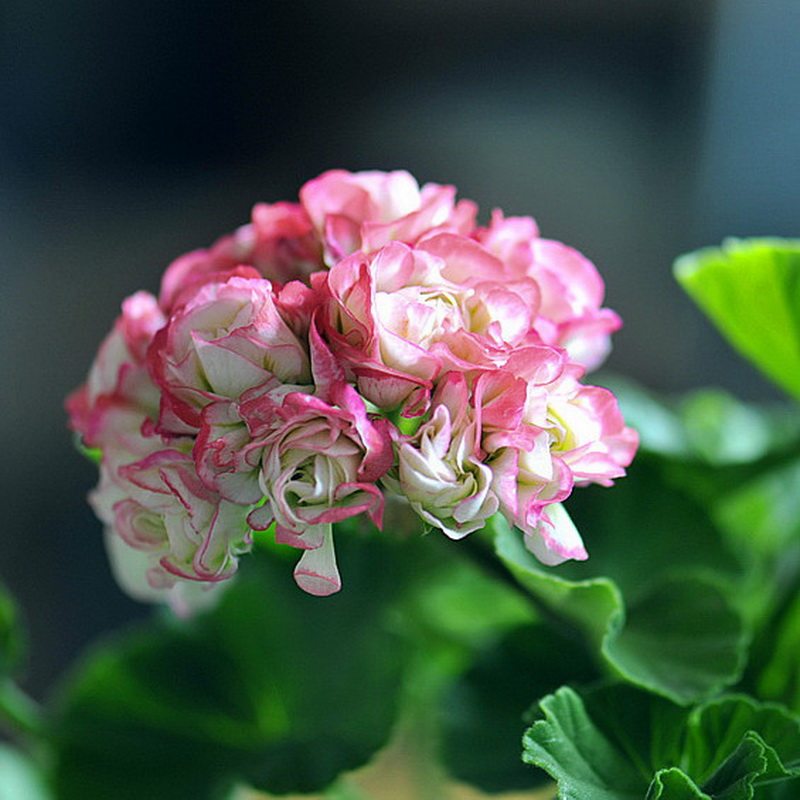 进口直立重瓣天竺葵花苗 日本碗 玫瑰花型 室内阳台庭院盆栽花卉