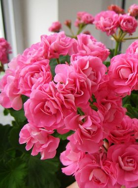 阳台庭院四季草本花卉