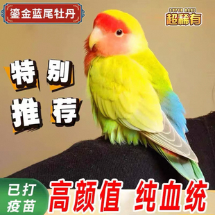 鹦鹉虎皮鸟类活鸟小型活物 手养牡丹鹦鹉活鸟亲人宠物活物会说话