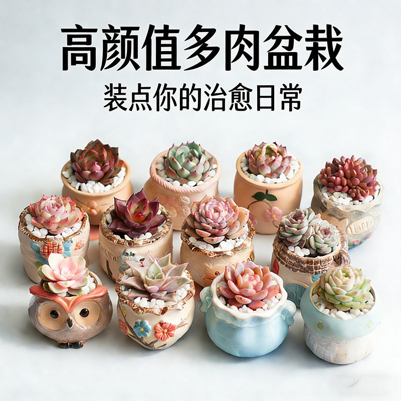 绿植多肉植物组合盆栽带盆带土办多肉植物