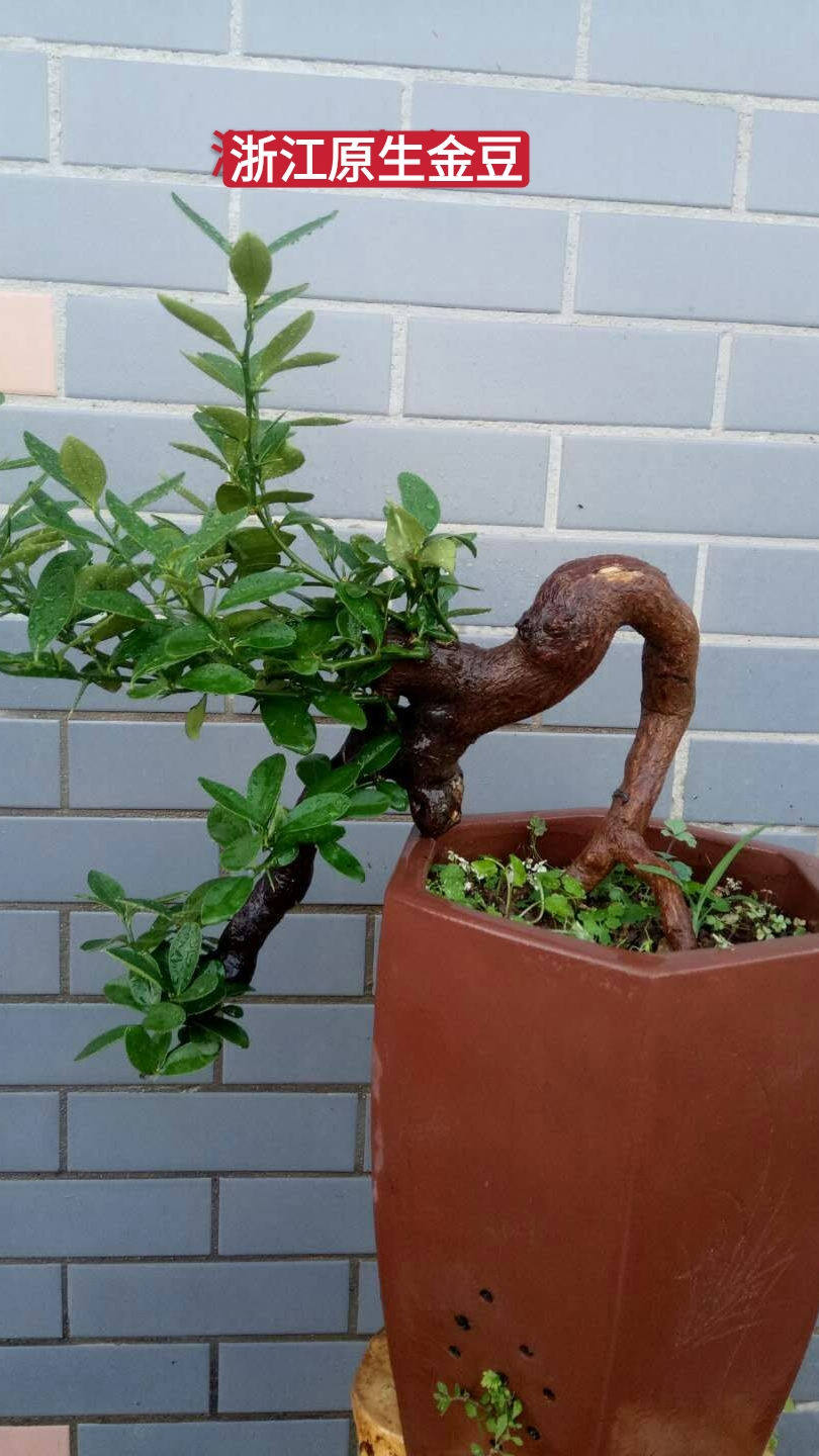 金豆盆景素材熟桩生桩小品绿植开花挂果掌上盆玩