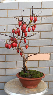 老鸦柿生桩熟桩挂果 老桩盆景素材 一物一拍优良品种桩庭院美化