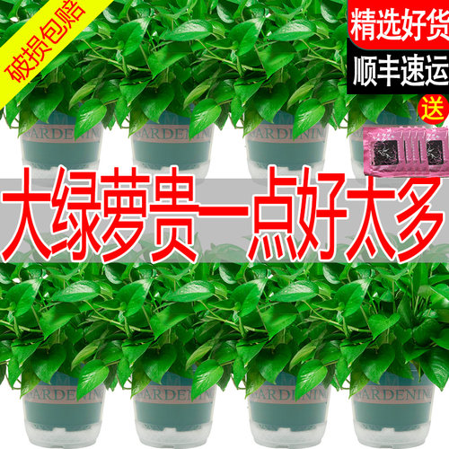 绿萝盆栽室内新房家用绿植花卉