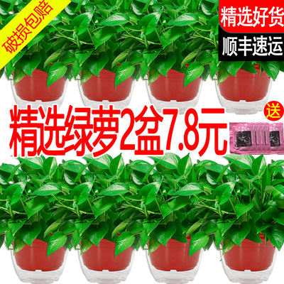 新房家用绿萝盆栽室内净化空气