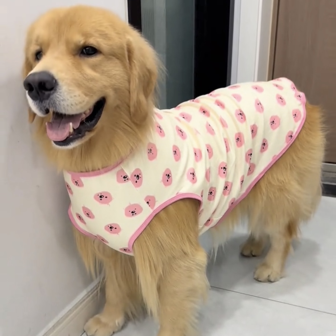 大狗狗衣服大型犬100斤秋天阿拉斯加金毛萨摩耶拉布拉多宠物背心