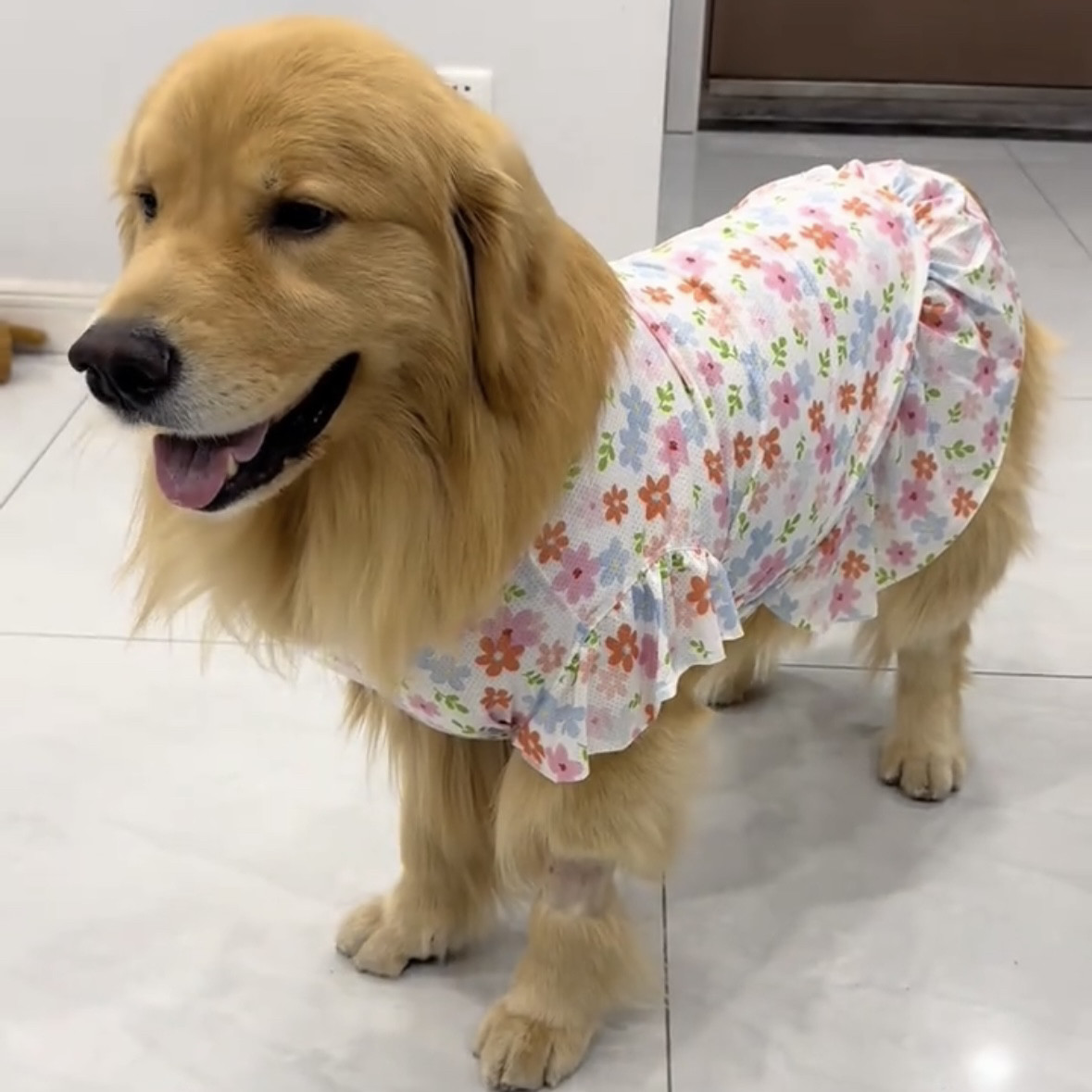 狗狗衣服中大型犬夏季薄款凉感金毛拉布拉多柯基萨摩耶公主风裙子图片