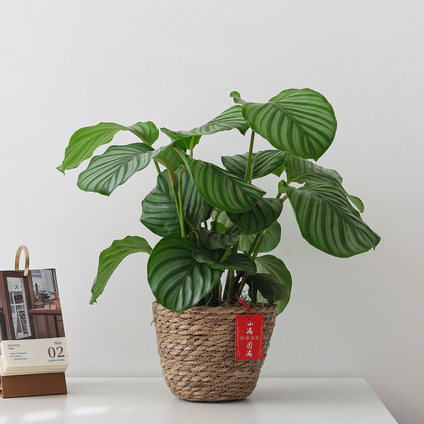 青苹果竹芋盆栽室内植物办公室桌面净化空气花卉养懒人好养活盆景,鲜花速递/花卉仿真/绿植园艺,绿植,淘宝优惠券,粉丝福利购,淘宝优惠卷