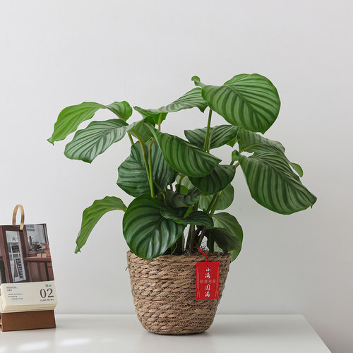 青苹果竹芋盆栽室内好养净化空气