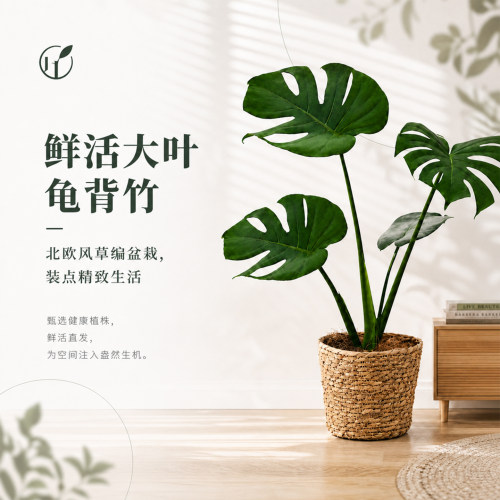 懒人必养！龟背竹子越养越高级