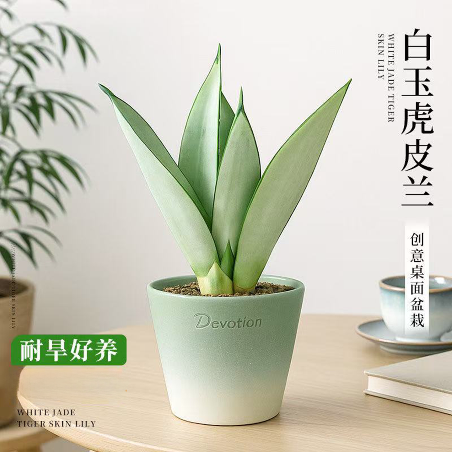 白玉虎皮兰绿植物客厅办公室内桌面多肉盆栽花卉耐阴耐旱四季好养