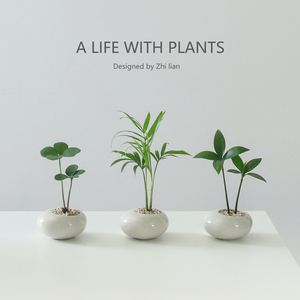 墨西哥铁盆栽创意迷你拇指绿植物室内客厅桌面办公桌花卉四季常青