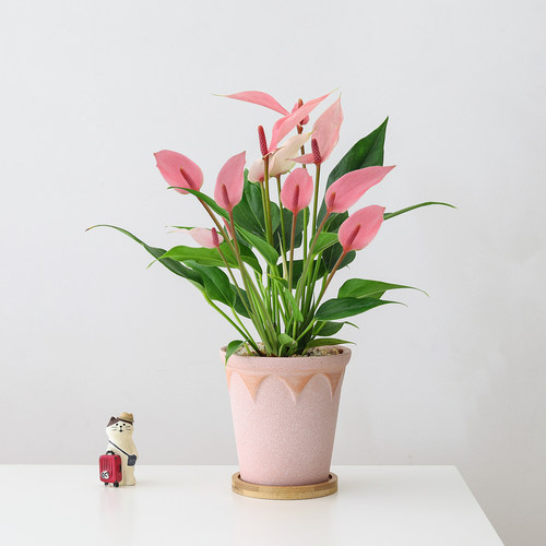 粉掌莉莉盆栽绿植室内好养植物