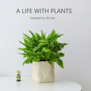 棉花糖蕨盆栽蕾丝蕨懒人好养蕨类植物办公桌面工位小绿植花卉盆景