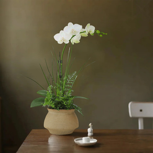 室内蝴蝶兰盆栽带花苞好养