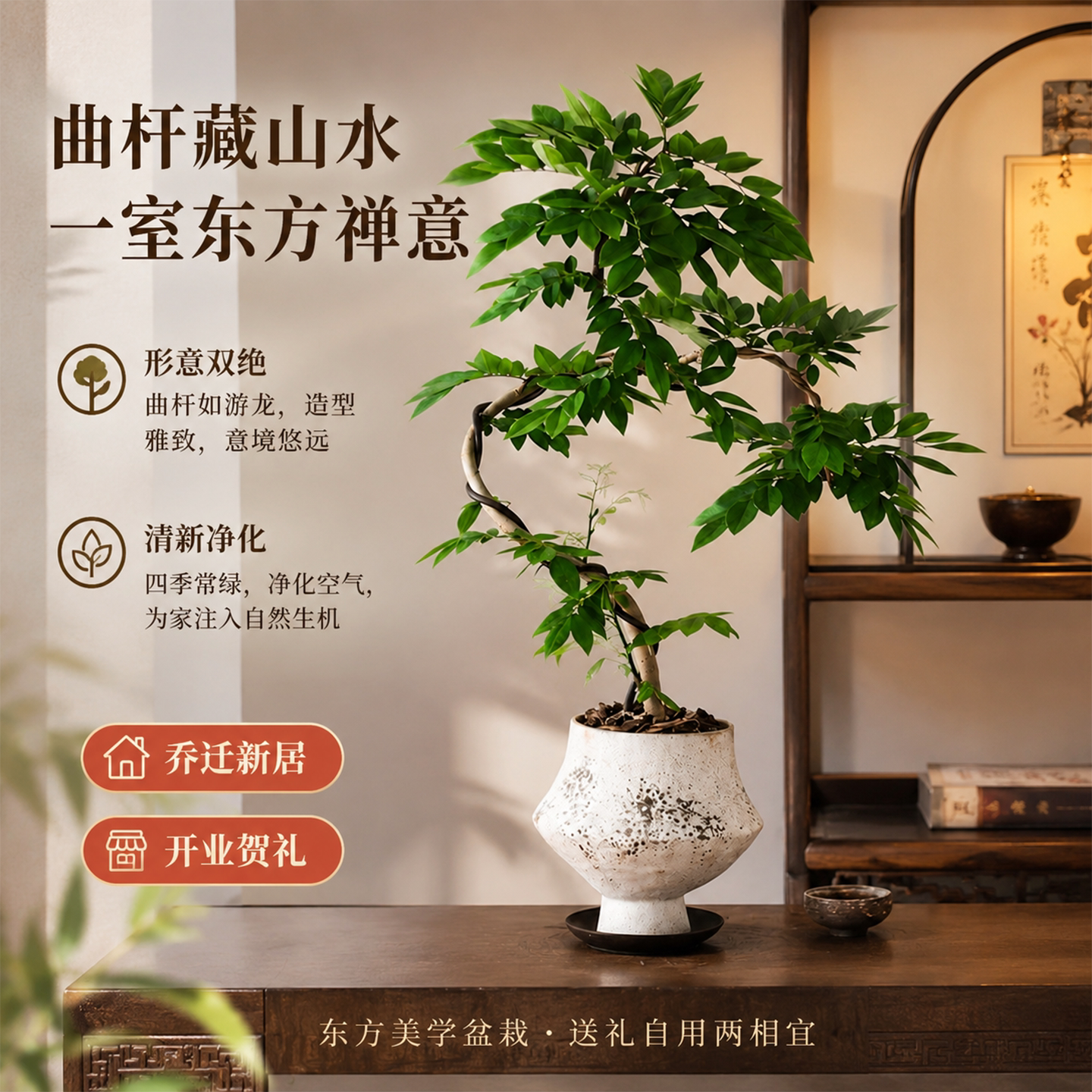 正宗海南老桩黄花梨盆栽室内客厅玄关盆景绿植物四季好养易活观赏