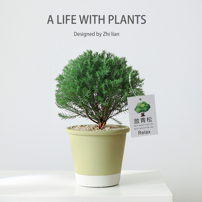 雾凇盆栽放青松植物绿植