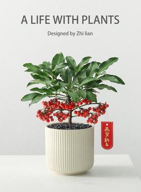 富贵籽盆栽年宵花带果室内花卉黄金万两客厅植物好养金玉满堂绿植