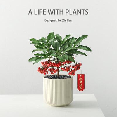 富贵籽盆栽年宵花带果绿植