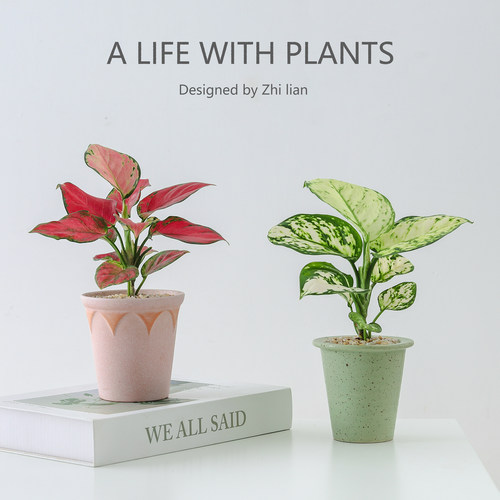 吉利红绿植室内小盆栽