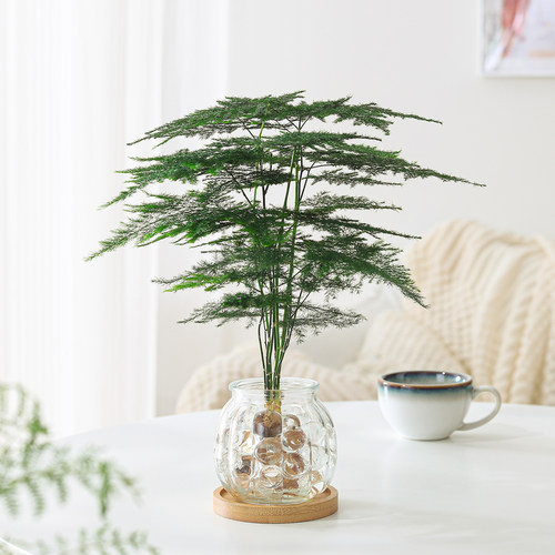 文竹盆栽水培植物懒人绿植