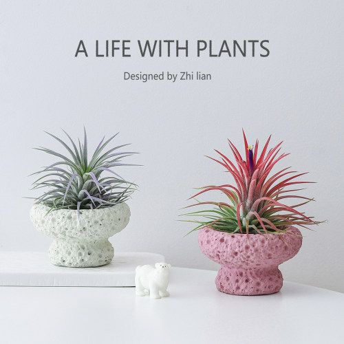 空气凤梨办公室桌面绿植