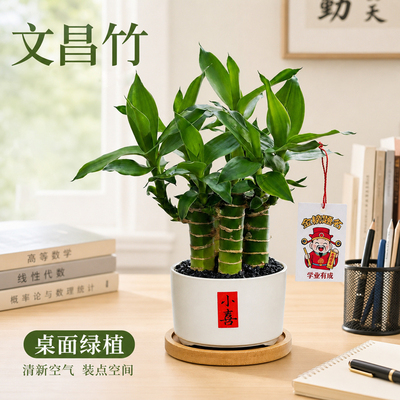 爆款旺运文昌竹四季常绿好打理
