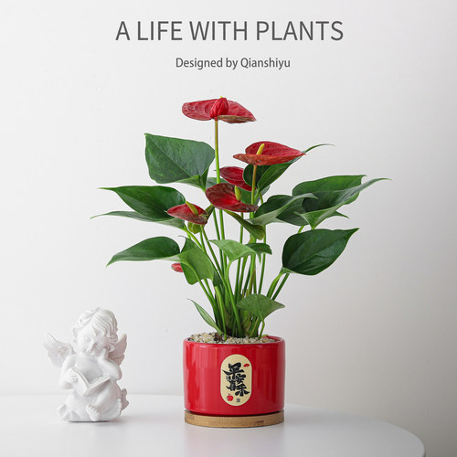 平安喜乐红掌盆栽好养送礼