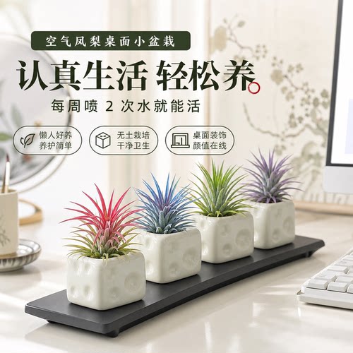 无土不用盆土，每周喷水即可存活