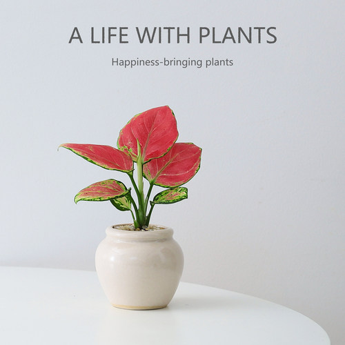 吉利红盆栽室内客厅植物绿植