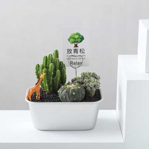 沙漠便当桌面仙人掌盆栽植物解压