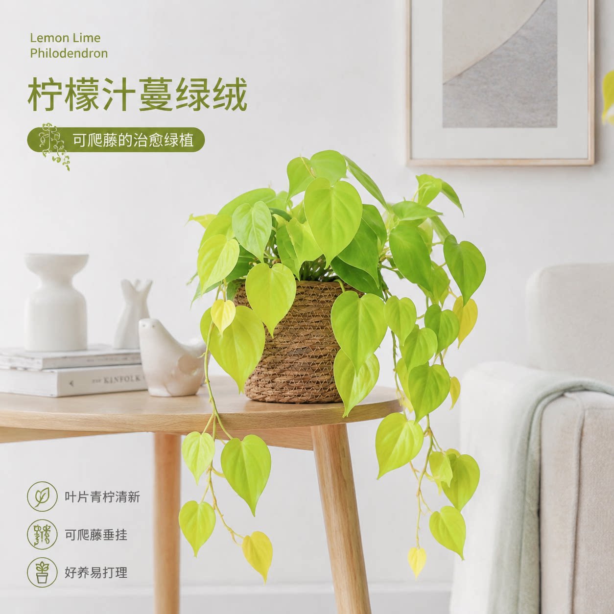 柠檬汁蔓绿绒绿萝盆栽心形叶片室内绿植阳台爬藤垂吊观叶好养植物