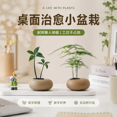迷你盆栽套装新手懒人超好打理