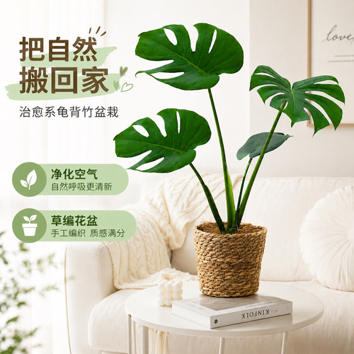 老桩龟背竹开背大叶大盆栽室内玄关耐阴绿植物懒人季好养花卉盆景