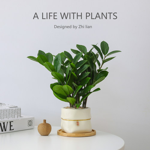 金钱树盆栽植物办公室内工位绿植