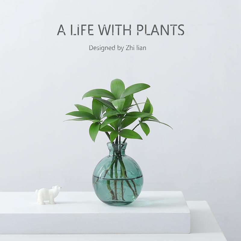 竹柏盆栽室内桌面绿植