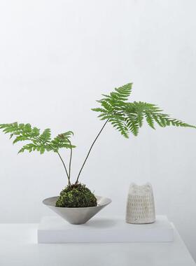 红磷蕨盆栽苔藓球水培植物室内耐阴桌面四季好养一叶蕨盆景绿植