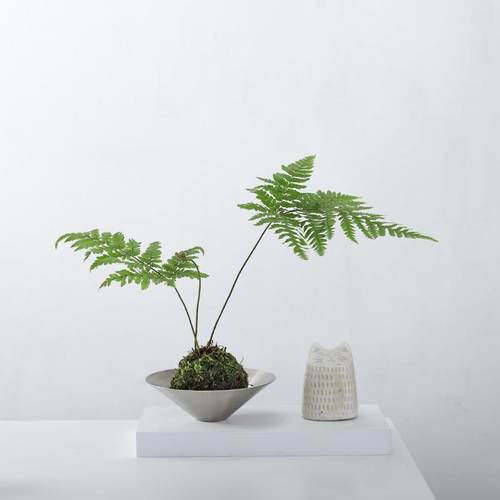 红磷蕨苔藓球水培室内耐阴好养