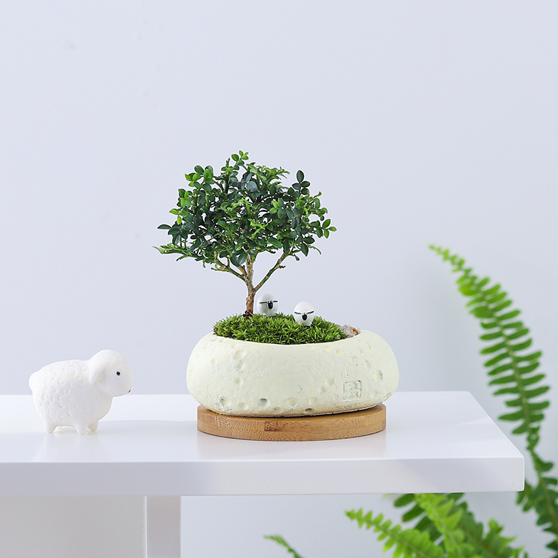 达摩九里香盆栽桌面小盆景