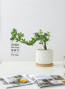 六月雪盆栽办公室内花卉四季好养活净化空气客厅桌面摆件盆景开花