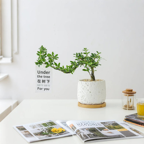 六月雪盆栽室内花卉净化空气