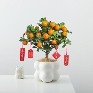 四季金桔树苗盆栽带果可食用植物室内花卉绿植好养阳台年宵小橘子