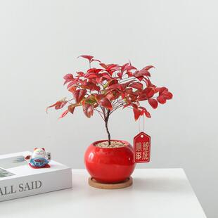 南天竹盆栽室内客厅办公桌面好养植物年宵花过年送礼耐寒绿植盆景