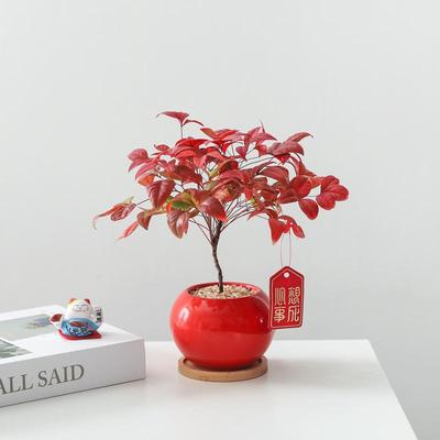 南天竹盆栽室内桌面年宵花送礼