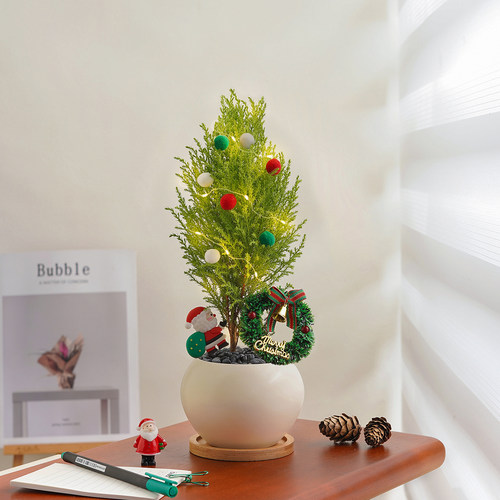 【超10万+人种草】全网爆款香松