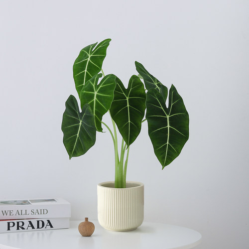 绿天鹅绒海芋盆栽客厅植物