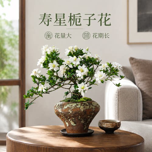 爆花寿星栀子，香味飘满屋